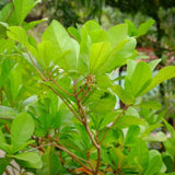 Close-up of Miracle Fruit leaves