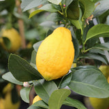 Harvey Lemon Tree (FL)