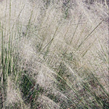 White Cloud Muhly Grass