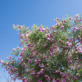 Bubba Jones Desert Willow Tree