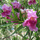 Bubba Jones Desert Willow Tree