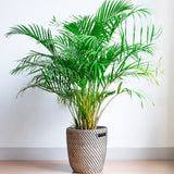 Areca Palm Tree