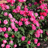 Pink Double Knock Out® Rose