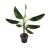 Ice Cream Blue Java Banana Plant on a white background