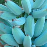 Ice Cream Blue Java Banana Plantgrowing on a tree