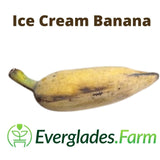 Ice Cream Banana with Everglades Farm logo on a white background