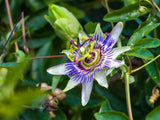 Passion flower with white and purple petals on a green leafy background