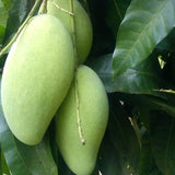 Kiew Yai Thai Mango hanging from a tree with leaves.