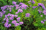 100 New England Aster Seeds (Symphyotrichum novae-angliae), Native Fall Pollinator