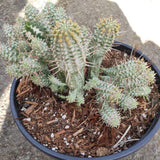 Variegated Corn Cob Cactus Euphorbia mammillaris