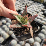 Aloe 'Pink Blush'