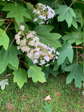 Oakleaf Hydrangea (Hydrangea quercifolia) Cuttings – 10 Unrooted Stem Cuttings – Native Shrub