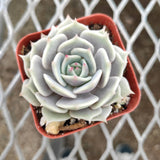 Echeveria 'Lola'