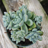 Sedum clavatum