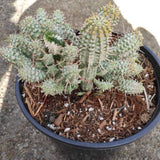 Variegated Corn Cob Cactus Euphorbia mammillaris