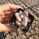 Graptopetalum amethystinum - Lavender Pebbles
