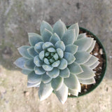 Sedeveria 'Lilac Mist'