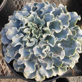 Echeveria 'Blue Frills'