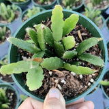 Rhipsalis Cereoides