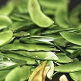 Close-up of Organic Heirloom Giant Calico (Christmas) Lima Bean (Pole beans) with a dark background