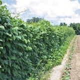Row of Organic Heirloom Giant Calico (Christmas) Lima Bean (Pole beans) growing in a field with a clear sky.