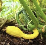 Organic Heirloom Early Summer Crookneck Squash growing in a garden with green leaves.
