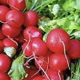Heirloom Organic Early Scarlet Globe Radish on a bright background