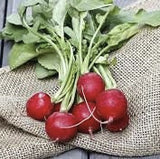 Bunch of Heirloom Organic Early Scarlet Globe Radish on a burlap cloth with a wooden surface background