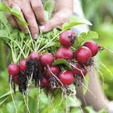 Hand holding a bunch of Heirloom Organic Early Scarlet Globe Radish