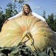 Person holding a large Organic 's Atlantic GIANT Pumpkin Dil outdoors with trees in the background