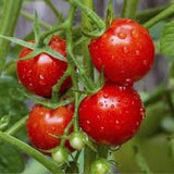 Heirloom Organic Large Cherry Tomato on a vine with water droplets against a blurred natural background