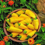 Rare Heirloom Organic Lemon Dream Sweet Pepper