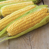 Heirloom Organic Kandy Korn Sweet Corn on a wooden surface