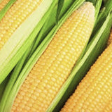 Close-up of Heirloom Organic Kandy Korn Sweet Corn  with green husks