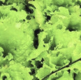 Close-up of gHeirloom Organic Black Seeded Simpson Lettuce