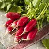 Bunch of Heirloom Organic French Breakfast Radishes on a checkered cloth