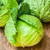 Heirloom Organic Early Golden Acre Cabbages on a wooden surface