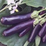 Bunch of eirloom Organic Early Long Purple Eggplant on green leaves