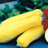 Two Heirloom Organic Early Prolific Straight neck Squash Seeds on a blue surface with a blurred green background