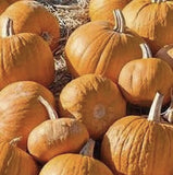 Group Heirloom Organic Cherokee Tan Bush Pumpkin with a natural background
