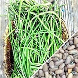 Basket of Heirloom Organic Yard Long Asparagus / Green Pod Red Seed Asparagus Beans and a pile of dried beans on a wooden surface