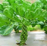 Heirloom Organic Catskill Brussel Sprouts growing in a greenhouse