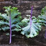 Heirloom Organic Red Russian Kale on a wooden surface