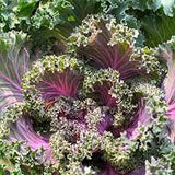 Close-up of Heirloom Organic Red Russian Kale with purple and green leaves.