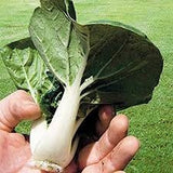 Heirloom Organic Pak Choy Toy Choy (Bok Choi/Pak Choi)