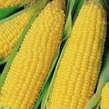 Two ears of Heirloom Organic Trucker's Favorite Yellow Corn Seeds with green leaves on a close-up shot