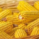 Heirloom Organic Trucker's Favorite Yellow Corn Seeds in a basket on a wooden surface