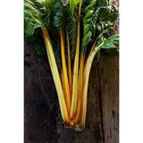 Bunch of Heirloom Organic Golden Sunrise Swiss Chard on a wooden surface