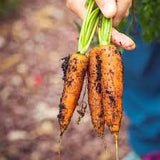 Hand holding a bunch of freshly harvested carrots with dirt on them against a blurred natural background.