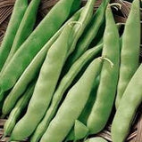 Heirloom Italian Garden Bush Bean on a woven basket